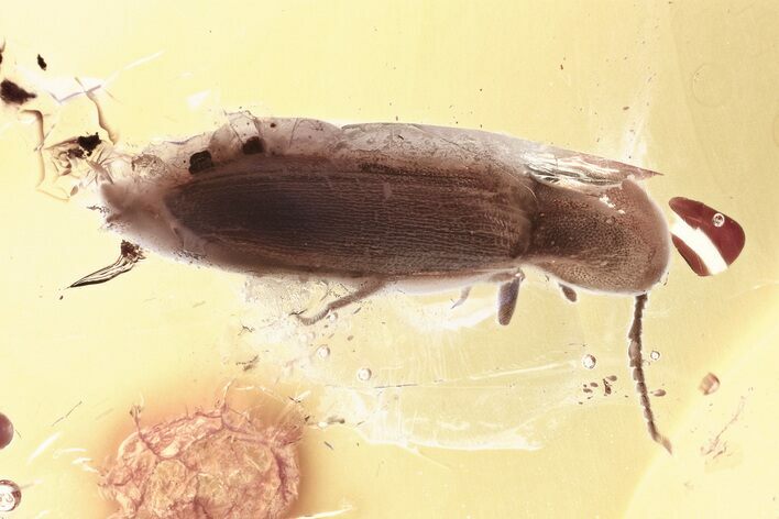 Detailed Fossil Click Beetle (Elateridae) in Baltic Amber #330639